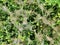 Closeup of dense spider webs on green plants in a field at daytime