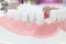 Closeup Dental Model of Teeth dentist