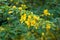 Closeup of desert cassia flowers Senna polyphylla - Florida, USA