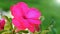 Closeup Desert rose