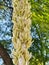 Closeup of Desert Spoon (Dasylirion Wheeleri) Buds