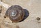 Closeup detail of an aquatic snail shell on stone path