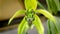 Closeup detail of Black Orchid flower Coelogyne pandurata.