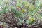 Closeup detail of branches, leaves and berries of a Canary Islands Dragon Tree, Dracaena draco, or drago, growing in the Azores