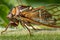 Closeup Detail of a Cicada on Sunflower Stalk