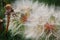 Closeup Detail of Dandelion Seeds