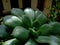 closeup detail of echeveria plant in selective focus with shiny leaves and dark blurry background