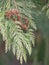 Closeup Detail of a False Cedar Tree and its Tiny Pine Cones