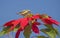 Closeup detail of flowering wild red poinsettia plant with nile valley sunbird