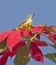 Closeup detail of flowering wild red poinsettia plant with nile valley sunbird