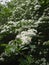 closeup detail of a forrest bush in blossom