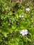 closeup detail of a forrest flower in blossom