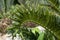 Closeup of detail in frond of a encephalartos arenarius or dune cycad