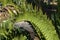 Closeup of detail in frond of a encephalartos arenarius or dune cycad