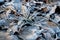 Closeup detail of frost and crisp dried leaves and grass on the ground covered with cold frosted hoar frost in natural