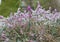 Closeup detail of frozen mediterranean pink heather in garden