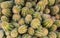 Closeup detail - group of cacti growing together, hair thin thorns on green plants