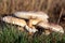 Closeup detail of head on field mushroom agaricus campestris growing wild in meadow.