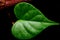 Closeup Detail Heart shaped green