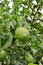 Closeup detail of a lemon hanging from the tree branch. Citrus cultivation