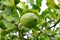 Closeup detail of a lemon hanging from the tree branch. Citrus cultivation