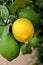 Closeup detail of a lemon hanging from the tree branch. Citrus cultivation