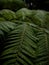 Closeup detail of lush green vibrant dicksonia squarrosa fern plant in wet humid tropical forest nature, New Zealand