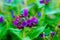 Closeup detail of meadow flower - wild healing herb - Pulmonaria mollis.
