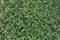 Closeup on the detail nature green of Malaysian grass lawn texture background,