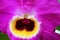 Closeup detail of pink Dendrobium orchid flower with yellow, dark violet and white center