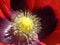 Closeup detail poppy flower