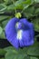 Closeup detail of purple butterfly peas flower