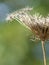 Closeup Detail of Queen Anne`s Lace Partial Portrait