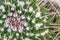 Closeup detail - sharp thorns of green cactus