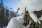 Closeup detail of snow covered branch with conifer pine trees