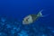 Closeup detail of surgeon fish with neon orange stripes on his body