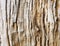 Closeup Detail of textured bark old wooden cracked, beautiful abstract natural background pattern for decorative design.