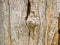 Closeup Detail of textured bark old wooden cracked, beautiful abstract natural background pattern for decorative design.