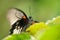 Closeup detail to head of Great Mormon butterfly