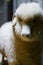 Closeup detail of a toy sheep