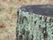 Closeup Detail of a Tree Stump with Lichen Growing on it