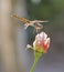 Closeup detail of wandering glider dragonfly on flower head