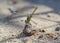 Closeup detail of wandering glider dragonfly on stone