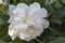 Closeup detail of white Paeony flower with green leaves background