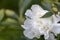 Closeup detail of white Paeony flower with green leaves background