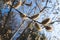 Closeup detail of willow catkins. Sunny spring day. Catkins of Salix caprea, willow yew