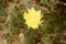 Closeup detail of Yellow cactus flower of Indian Barbary fig prickly pear thorn, spiky Cactus succulent plant, Opuntia ficus-