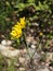 closeup detail of a yellow forrest flower in blossom