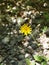 closeup detail of a yellow forrest flower in blossom