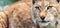 Closeup and detailed animal wildlife portrait of a beautiful eurasian lynx lynx lynx, felis lynx, outdoors in the wilderness. Ey